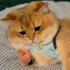 Маленькая человеческая рука для кошек, Пальчиковые куклы для кошек, Маленькая рука для развлечения кошек