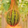 Hanging Watermelon Mesh Bag Reusable Fruit Storage Net Bag for Honeydew Melon Vegetables Drawstring Nylon Handle Bags