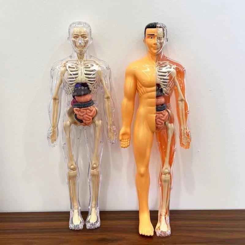 3D Mannequin Diy Human Skeleton Body Torso Model Educational Assembly Learning Kids Toys Anatomy Organ Structure Teaching Tool