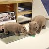 Мягкие игрушки-бегемоты, реалистичные, имитация животных-бегемотов, обнимашки, игрушки для мальчика, подарок на день рождения для него