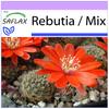 Rebutia - 40 Seeds - Rebutia Mix