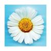 Принт «Большая ромашка»