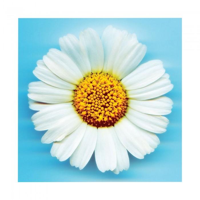 Pyramid International Принт «Большая ромашка»