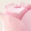 Mamonde Тоник с розовой водой 250мл