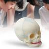 Newborn Skull Model Head Educational Learning Brain for Study Science Lab
