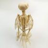 New Halloween Prop Plastic Animal Skeleton Bones Skeleton Raven Halloween Decoration Crow Skeleton