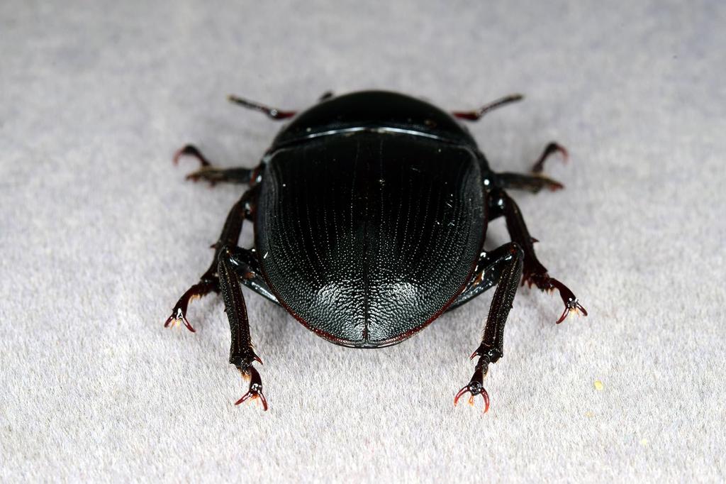 BACALYSO Фигурки жука-оленя Nirvana Hopei, самец и самка, крепление на холодильник, магнитное украшение, реалистичные взрослые особи, иллюстрированный справочник, дикий