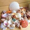 Approximately 100g of Mixed Sea Shells  30 Pieces Per Bag, with Random Colors   To Create a Unique Aquarium Landscape