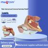 PNT-0572 Учебная модель мужской репродуктивной системы из ПВХ, 4 части