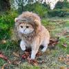 Забавная львиная грива для кошек и собак - Милая шляпа-костюм на Хэллоуин