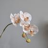 Single Branch Simulation Butterfly Orchid Moth Orchid Plastic Flower Bouquet  Home Decor