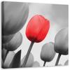 Canvas Print Red Tulip Flower