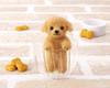 Hamanaka Wool Sachiko Susa Fluffy Felted Toy Poodle Kit, Design, (Standing Pose) H441-609