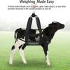Calf Sling for Weighing Animals Livestock Strap Hanging Scale