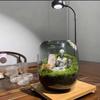Hydropower Glass Vase & Micro Landscape Fish Tank