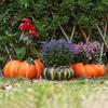 Retro Pumpkin Flower Pot