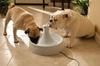 PetSafe Автоматическая поилка для собак и кошек Drinkwell 360 Pet Fountain