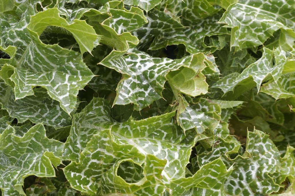 SAFLAX Garden in the Bag - Расторопша пятнистая - 75 семян - С субстратом в подходящем стоячем пакете - Расторопша пятнистая