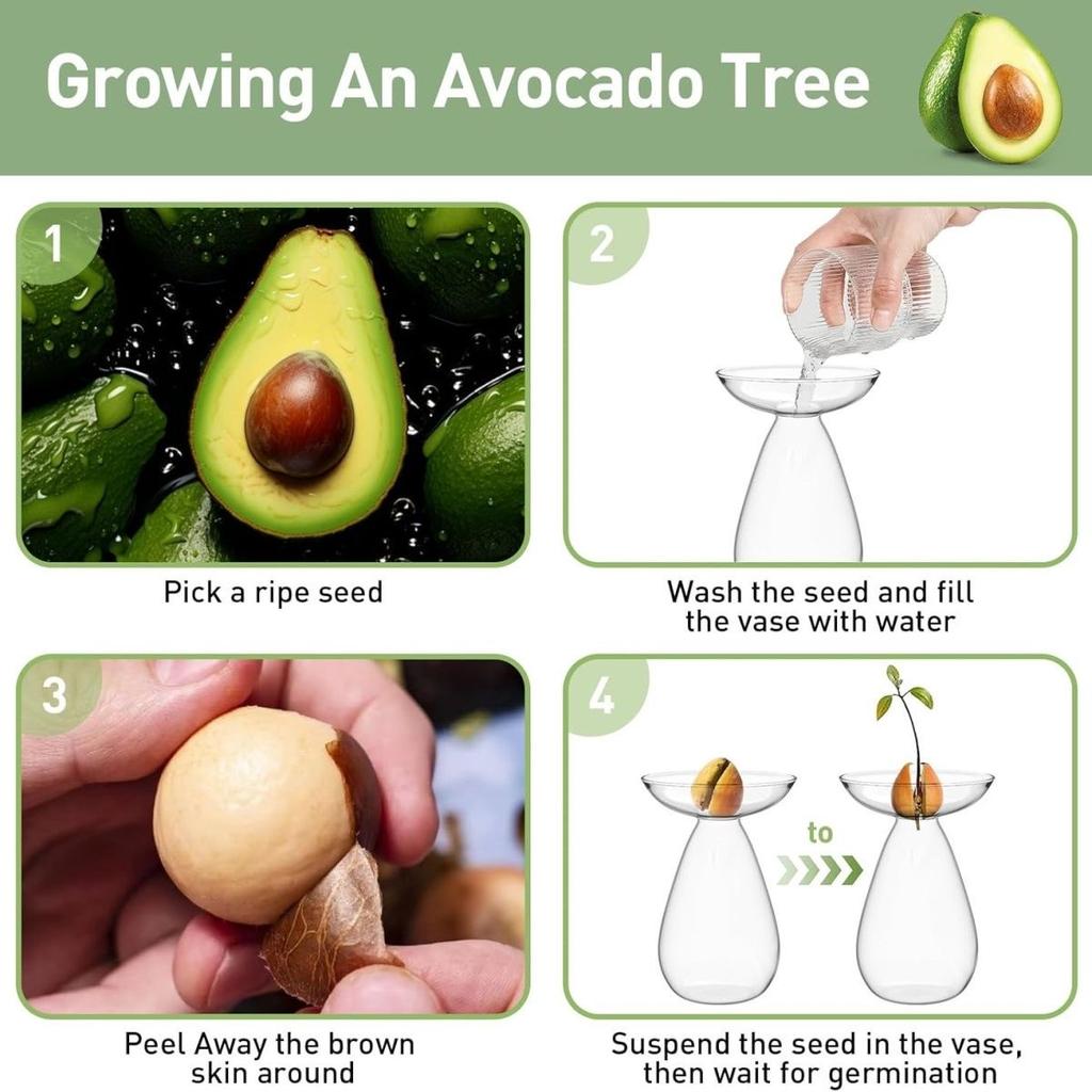 Ваза для выращивания семян авокадо – прозрачный стеклянный набор для выращивания растений и любителей садоводства