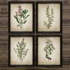 Vintage Herb Posters and Prints Oregano Rosemary Sage Thyme Retro Canvas Paintings Wall Art Pictures Living Room Home Decor
