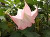 7 семян- Бругмансия Роза "Engelstrompete Brugmansia suaveolens"