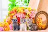 1000-piece Jigsaw Puzzle: Become a Puzzle Master: Flower Cat (50x75cm)