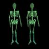 2pcs Halloween Luminous Skeleton 30cm 90cm Decor