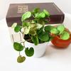 Мягкий Клей Суккуленты Листья Зеленый Симуляция Бонсай НОВОЕ Искусственное Растение Дом Офис