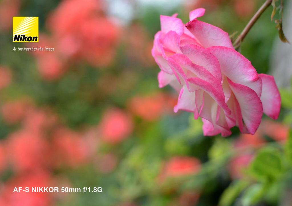 Nikon Single Focus Lens NIKKOR 50mm Full Size Compatible AF-S f/1.8G AF-S 50/1.8G