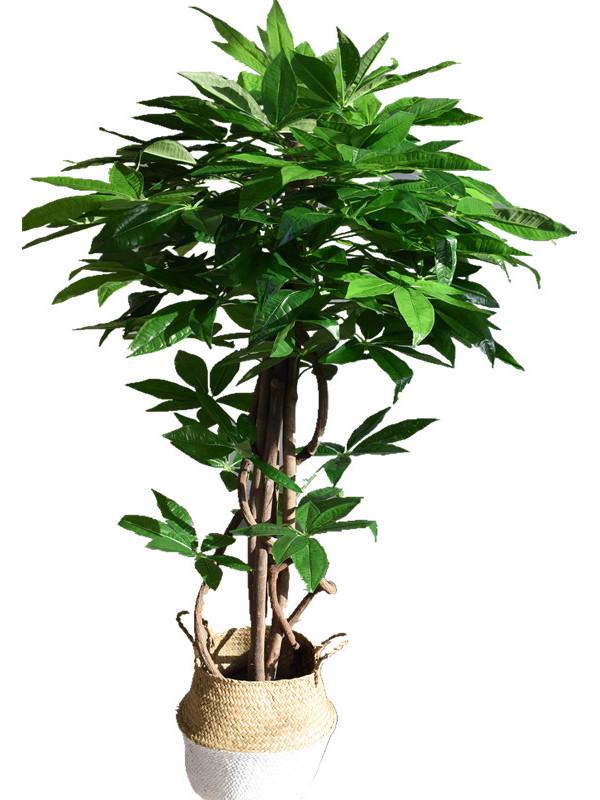Eco-friendly Artificial Money Tree Bonsai with Real Trunk - Floor-standing Home Decor for Entrance & Garden, Attracts Wealth.