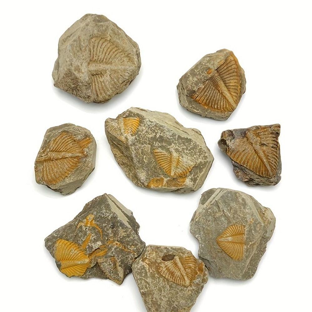 Three-leaf Worm Original Stone Marine Life Stones Crafts Natural Trilobite Tail Raw Specimen