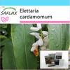 Подарочный набор - Кардамон - 20 семян - С подарочной коробкой, карточкой, этикеткой и субстратом для горшков - Elettaria cardamomum