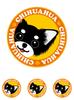 Stare Chihuahua Long Black Tan & White Dog Sticker Orange Back Round L + SS Size [Set of 4] MK-3