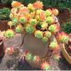 Fragrant Succulent Plant in Pot: Easy-Care Old Branches for Indoor Decor