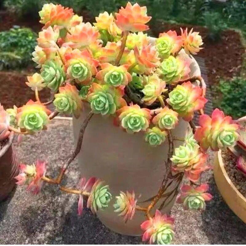 Fragrant Succulent Plant in Pot: Easy-Care Old Branches for Indoor Decor