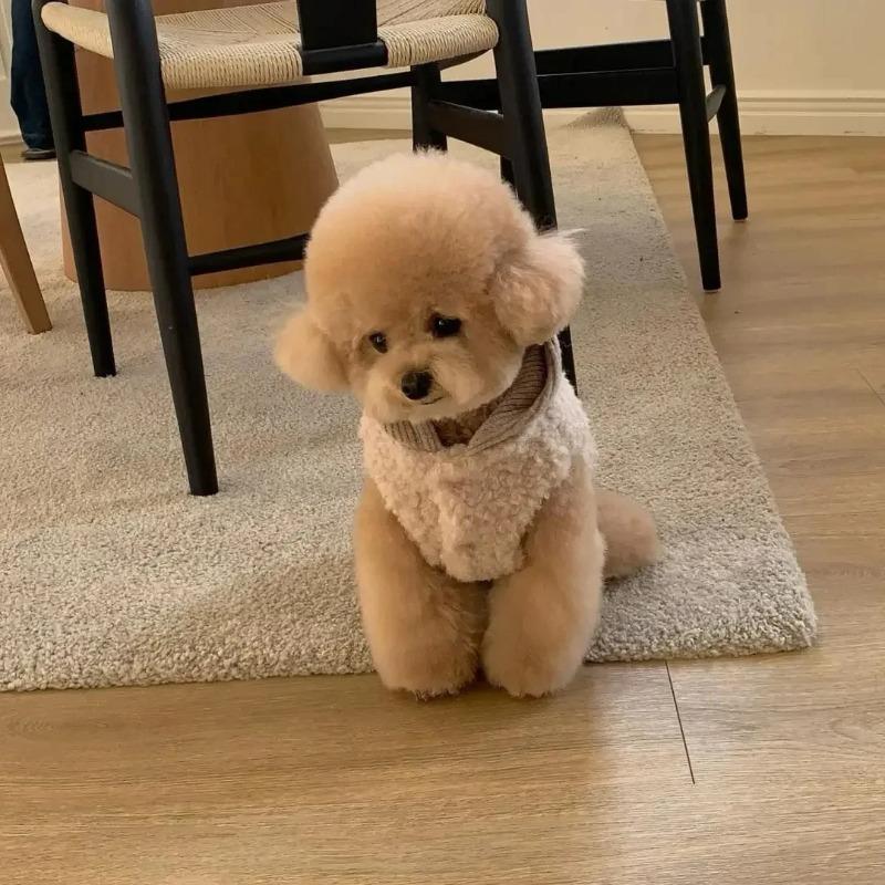 Fashion Pet Two-Legged Coat with Hat Warm Cotton Vest for Small Medium Dogs Winter Chihuahua Costume Puppy Clothing
