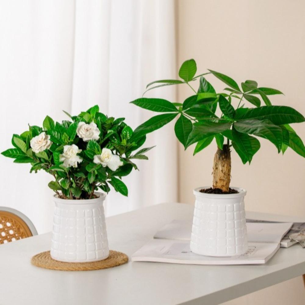 Self Watering Hydroponic Plants Pot Plastic Office Bonsai Decor