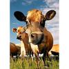 Корова DIY 5D алмазная живопись полная круглая дрель животное Алмазная вышивка крестиком мозаика наборы настенное искусство домашний декор