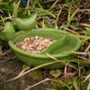 Ceramic Bird Feeder for Water and Seeds Green