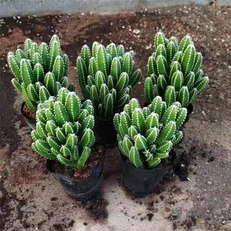 Layered Mountain Succulent: Green Cactus Money Tree for Indoor Spaces