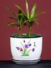 Large Ceramic Flower Pot with Saucer for Indoor or Balcony Plants