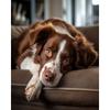 5d Painting Diy Dog Diamond Diamond Embroidery Full Square Rhinestone Pictures Cross Stitch Mosaic Craft Home Decor