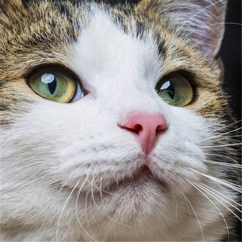 Животное DIY 5D алмазная живопись полная круглая дрель милый кот Алмазная вышивка крестиком стразы для гостиной настенное искусство