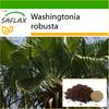 Mexican Cotton Palm - 12 Seeds - With Potting Substrate for Better Cultivation - Washingtonia Robusta