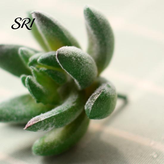 Micro Landscape Ornaments Ornament Simulation No Watering Realistic Tabletop Plant Flocking Texture Indoor Decorative Plants for Home Artificial