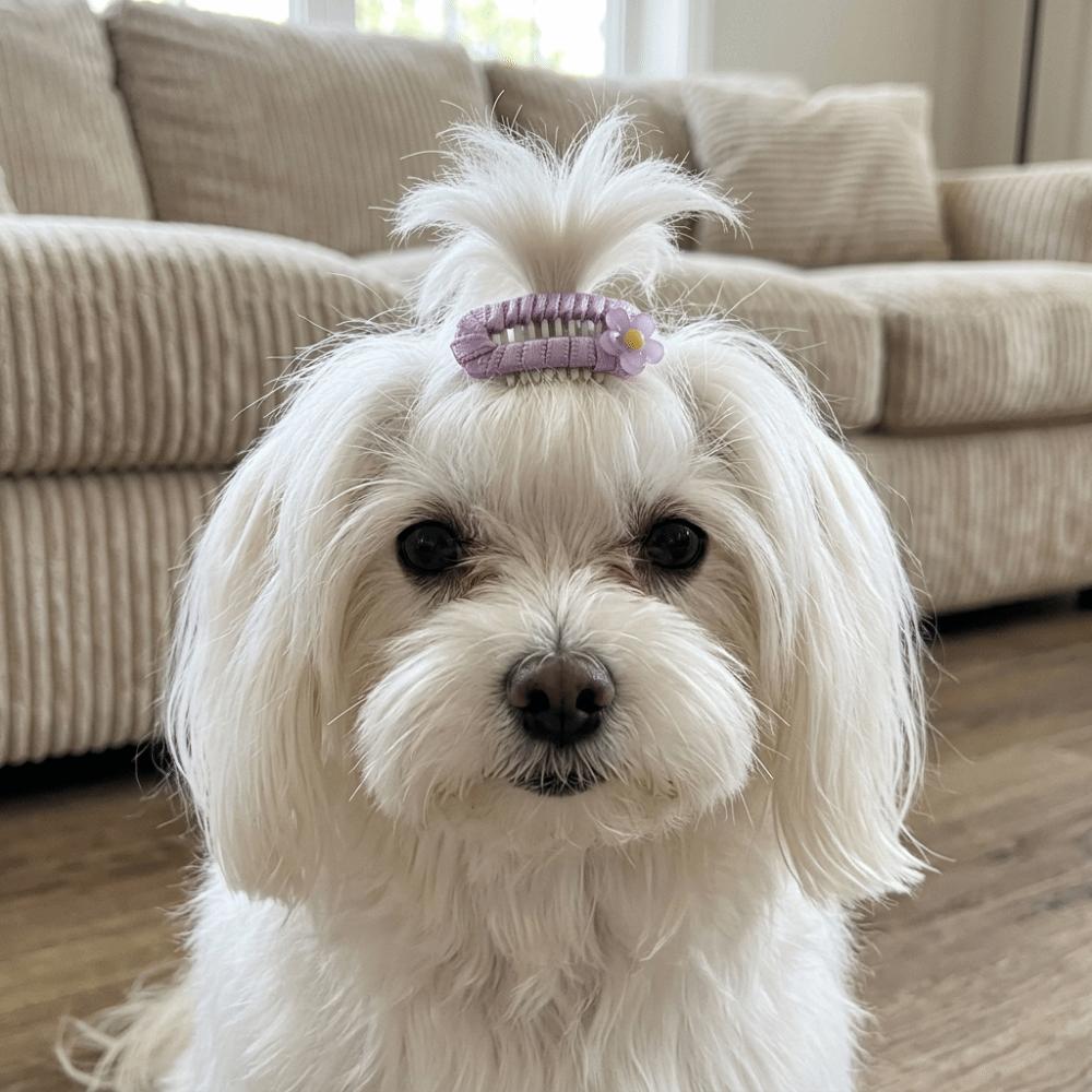 10Pcs Mixed Colors Dog Hair Clip Light Weight Pet Head Flower Dog Grooming Clip Birthday Party