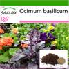 Red Basil - 200 Seeds - With Potting Substrate for Better Cultivation - Ocimum Basilicum