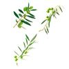 [R6014] - Sheet of Stickers 'Olive Branches' Green - 20x70 Cm