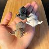 3PC Creative Highland Cow Statue Highland Cow Ornaments Highland Cow Pendant Jewelry