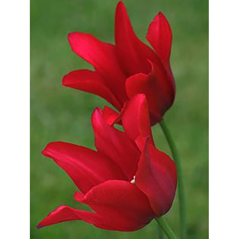 5D DIY Алмазная картина, полная круглая дрель, цветок, набор для вышивки крестом, мозаика, алмазная вышивка, роза, настенное искусство, украшение дома